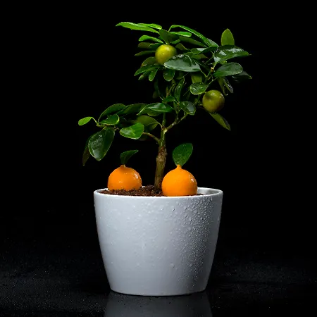 Bela Vista & - Relais & Chateaux (adults Only) מלון פורטימאו