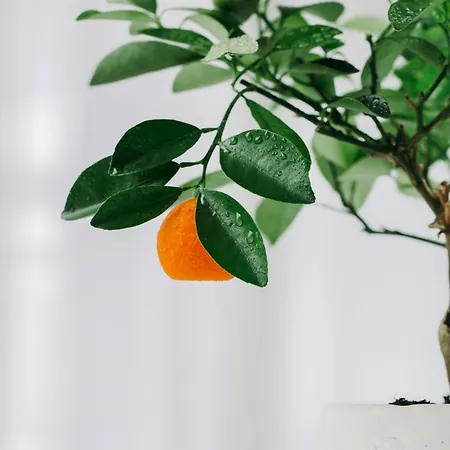 Hotell Bela Vista & - Relais & Chateaux (adults Only) Portimão