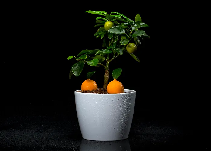 Bela Vista Hotel&spa - Relais&chateaux Hotel Portimão