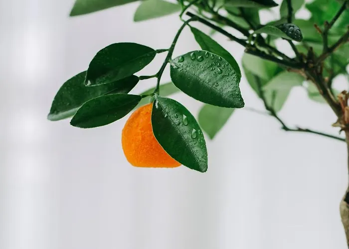 Hotel Bela Vista Hotel&spa - Relais&chateaux Portimão